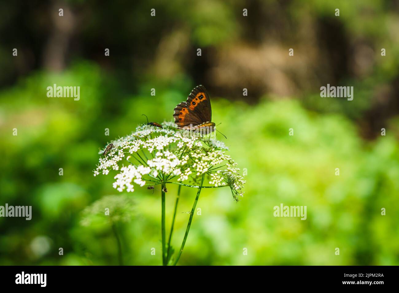 Scotch argus butterfly sitting on a ground elder flower in Durmitor National Park, Montenegro. Stock Photo