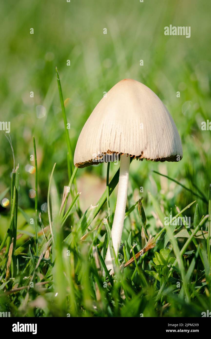 Macro shot of a Glistening Inkcap in a garden near Vienna, Austria. Stock Photo