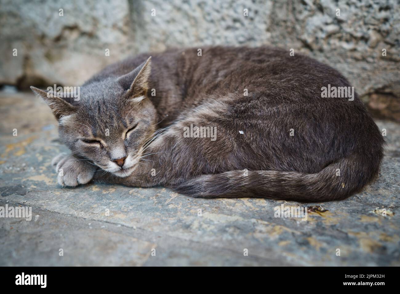Gray stray cat sleeping with one eye slightly open on the street in Kotor, Montenegro. Stock Photo