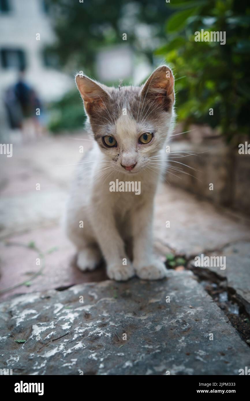 Small playful grey-white stray cat looking on the ground in Kotor, Montenegro. Stock Photo