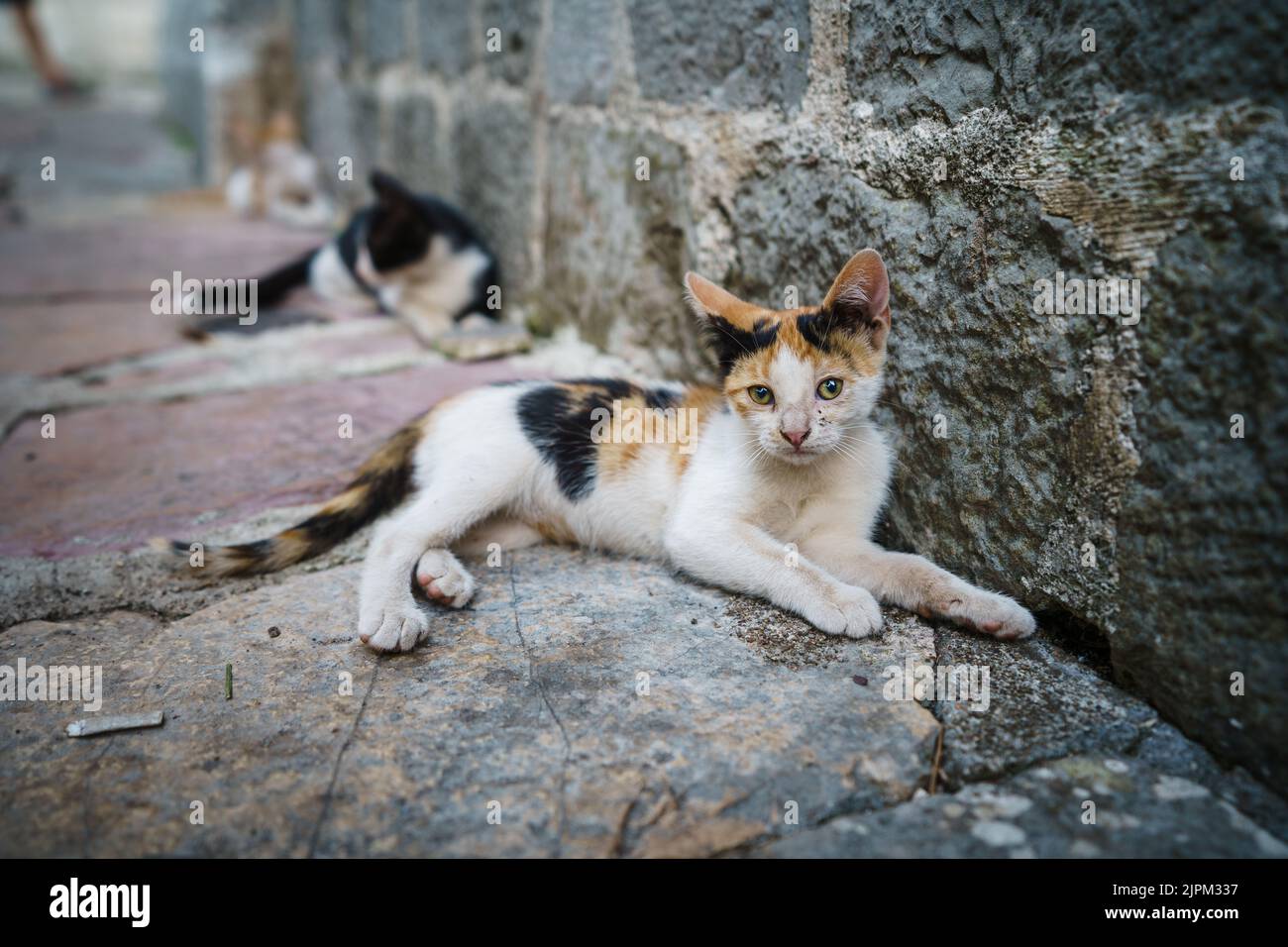 Stray calico cat resting on the street in Kotor, Montenegro. Stock Photo