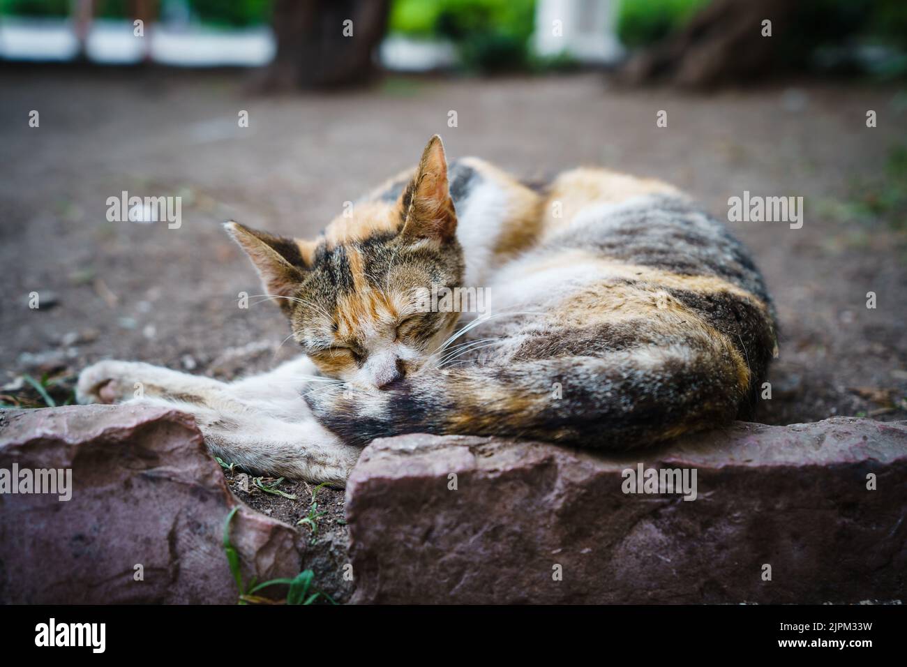 Stray calico cat sleeping curled up on curbstone in Kotor, Montenegro. Stock Photo