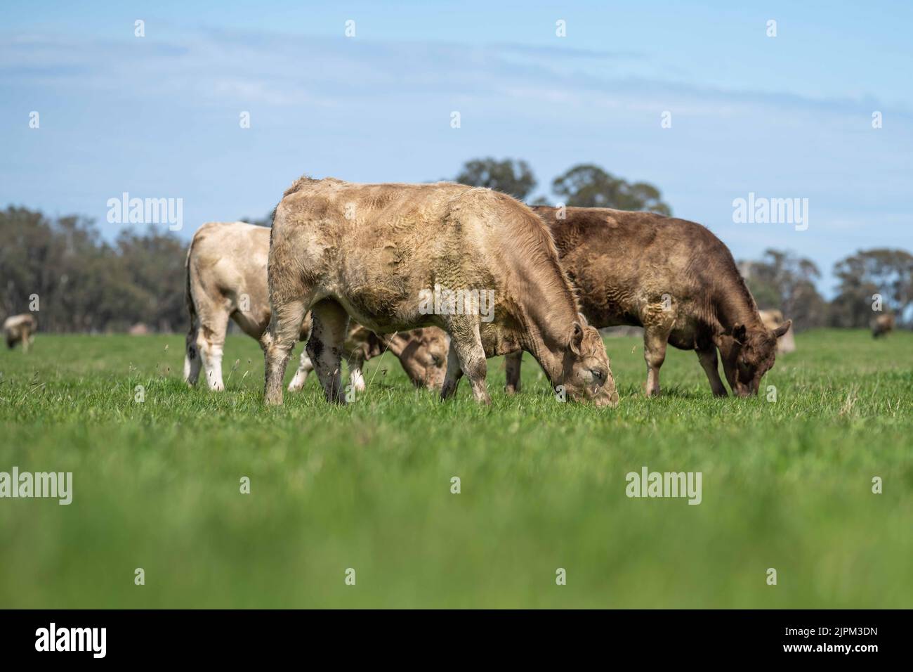 Beef cattle and cows in Australi Stock Photo - Alamy