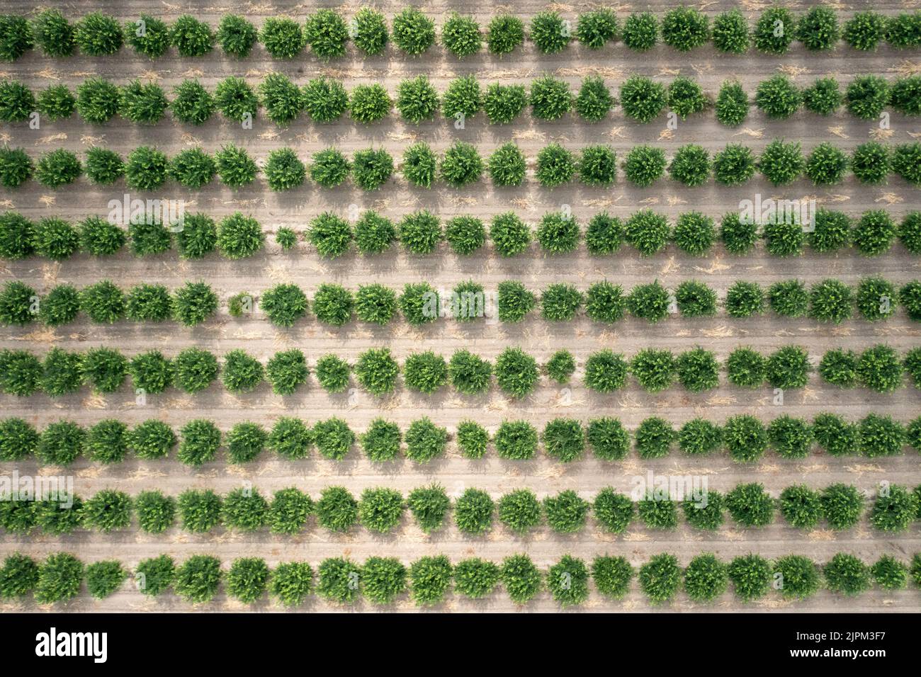 Aerial view of citrus orchard. Top view of lemon trees cultivating. High quality photo Stock Photo
