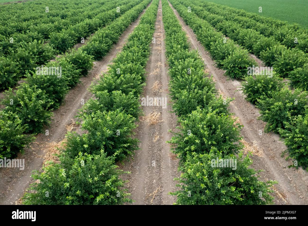 Aerial view of citrus orchard. Beautiful view of lemon trees cultivating. High quality photo Stock Photo