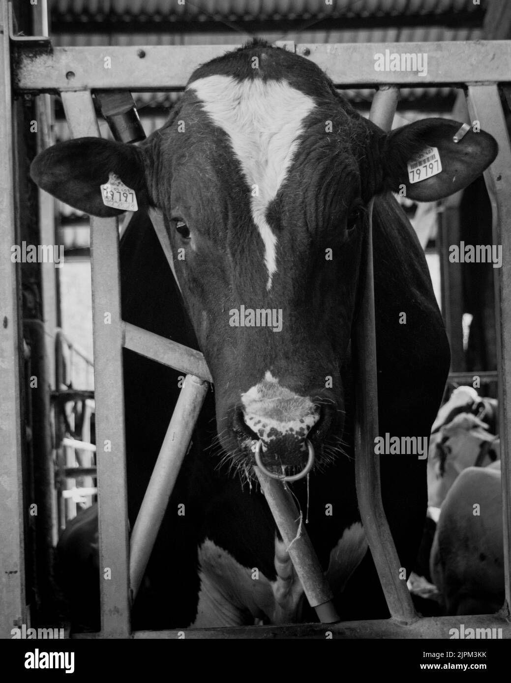 Cattle on beef farm Black and White Stock Photos & Images - Alamy