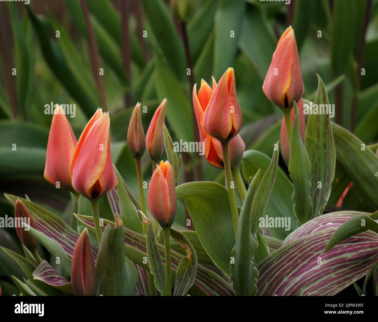 Tulipa Calypso Stock Photo