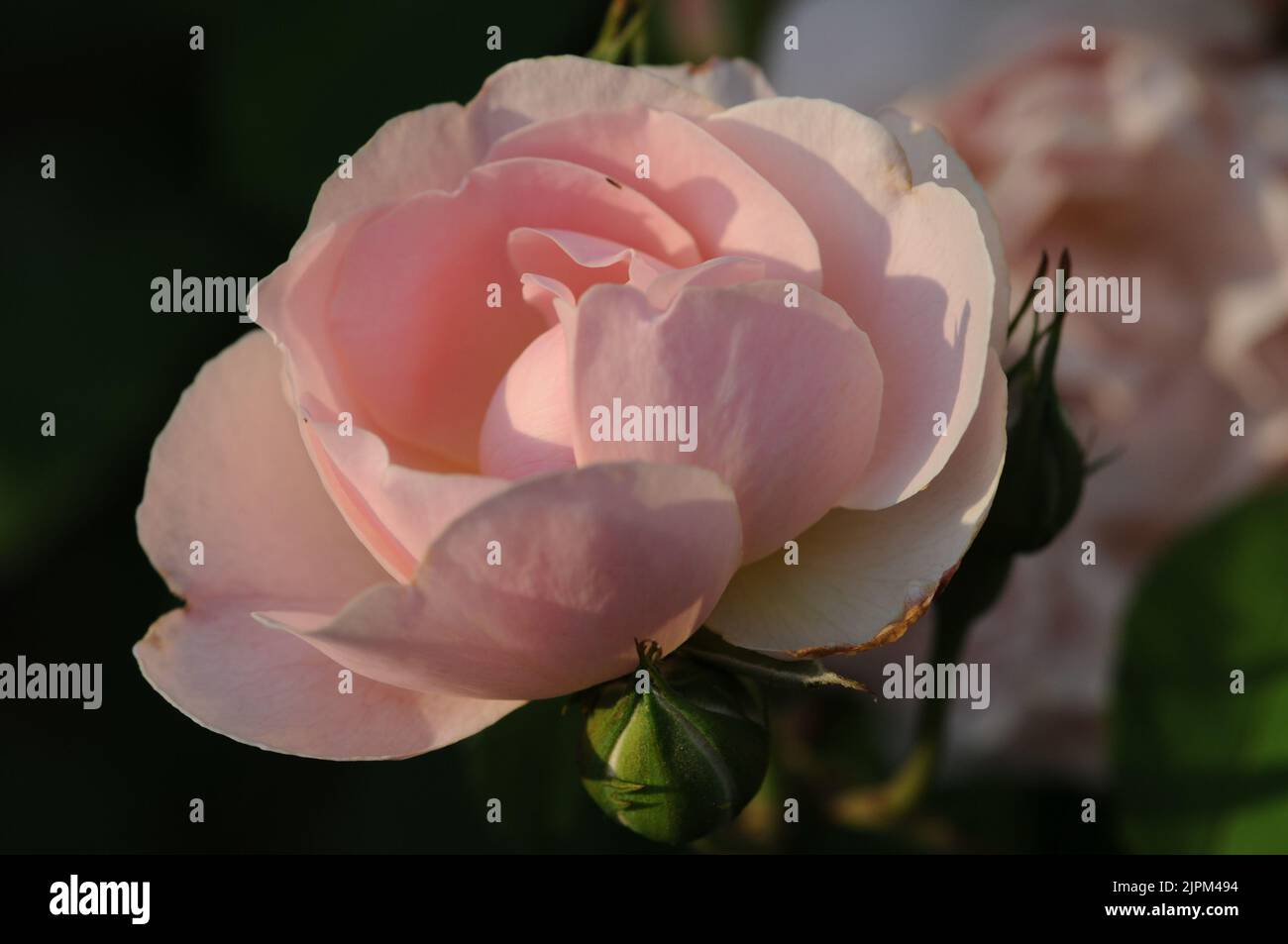 Sharifa Asma Shell Pink Shrub Rose David Austin Stock Photo