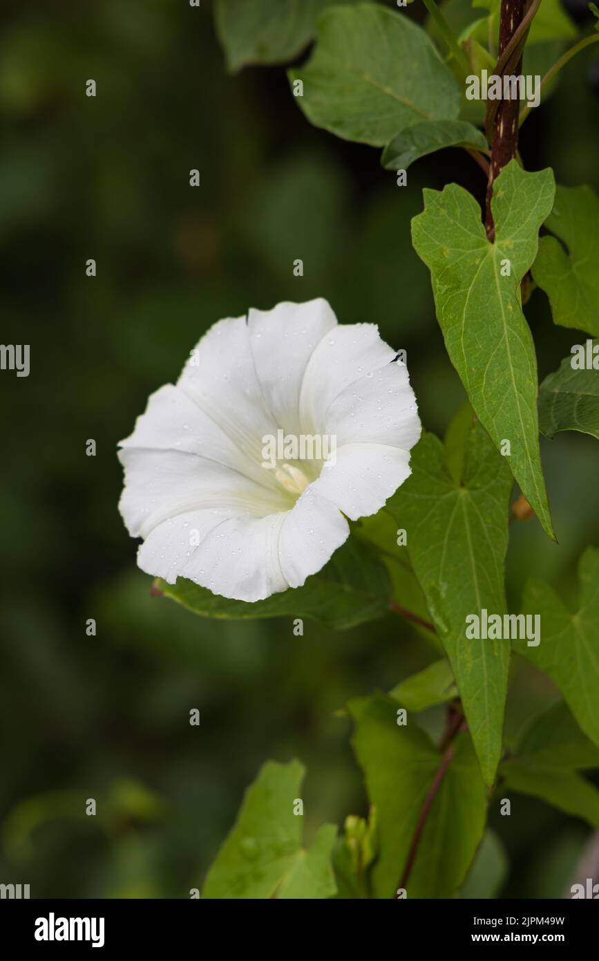 Vertical closeup fo flowers and leaves of Hedge bindweed Stock Photo