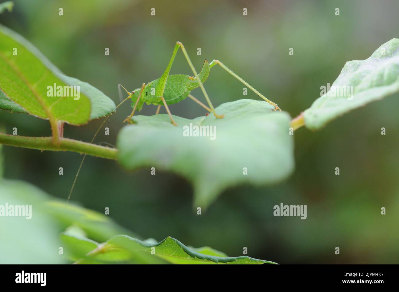 Macro photo of a Green Cricket. Bright Green Colour Insect. Jumping Insect. Stock Photo