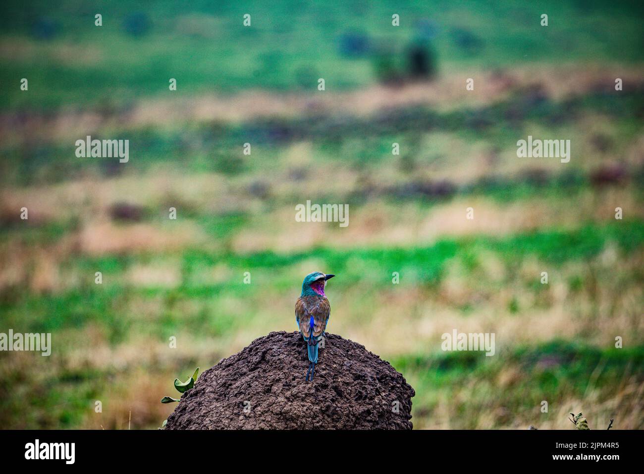 The lilac-breasted roller is an African bird of the roller family ...