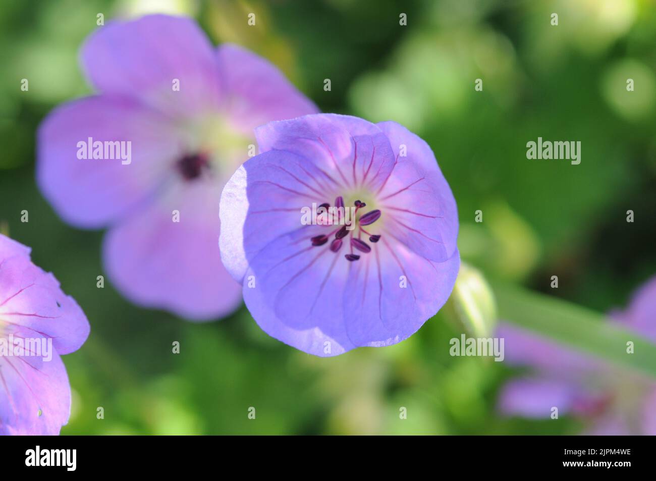 Blue lilac Geranium Rozanne. Clump forming Summer flowering. Clear violet blue flowers. Stock Photo