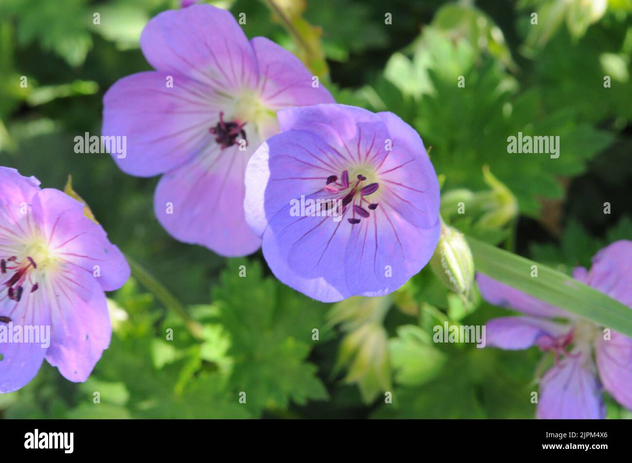 Blue lilac Geranium Rozanne. Clump forming Summer flowering. Clear violet blue flowers. Stock Photo
