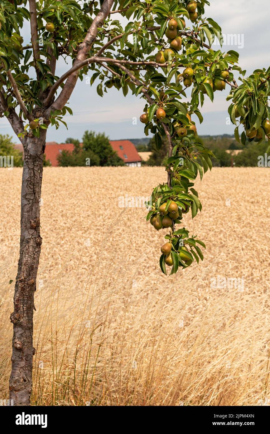 Pear harvest growing hi-res stock photography and images - Alamy