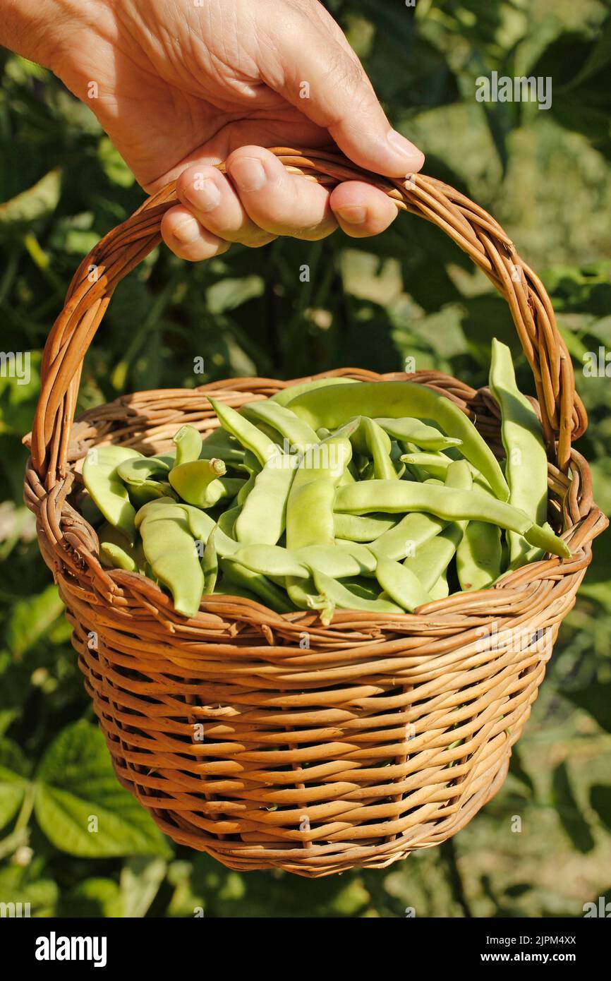 Picking french beans. Stock Photo