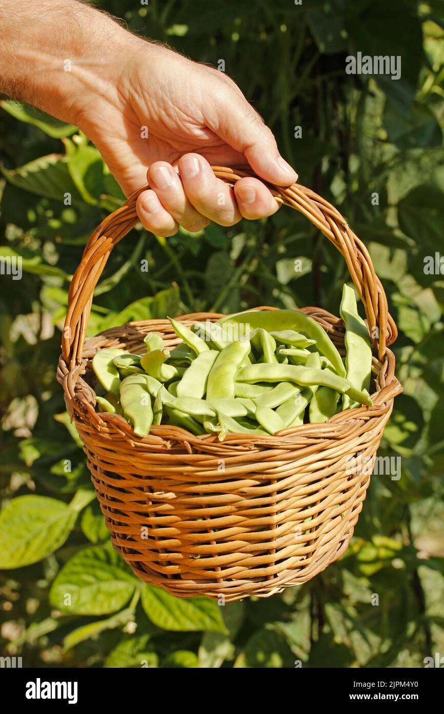 Picking French beans. Stock Photo