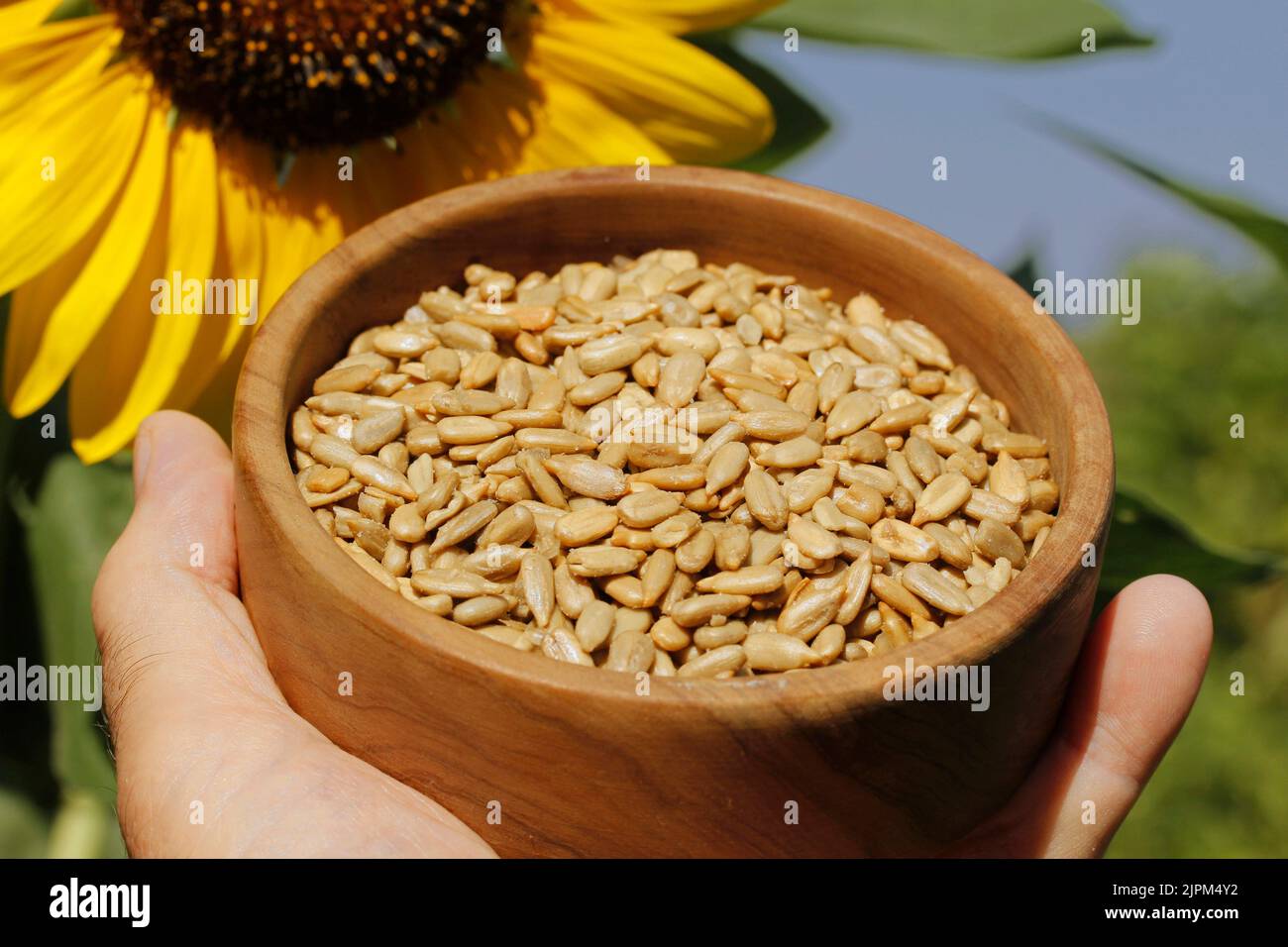 Sunflower seeds. Stock Photo