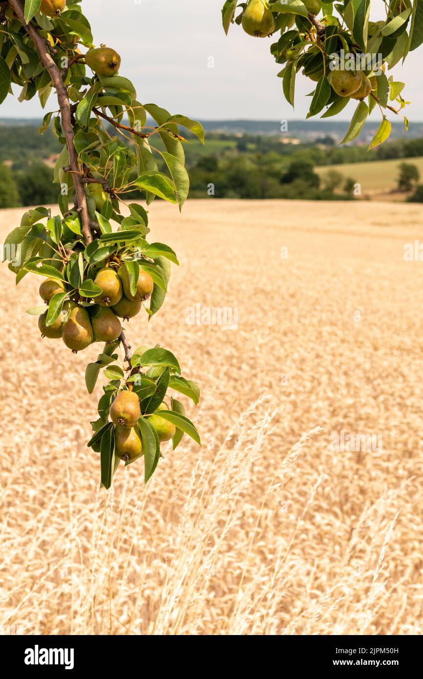 Pears ripening on tree hi-res stock photography and images - Alamy