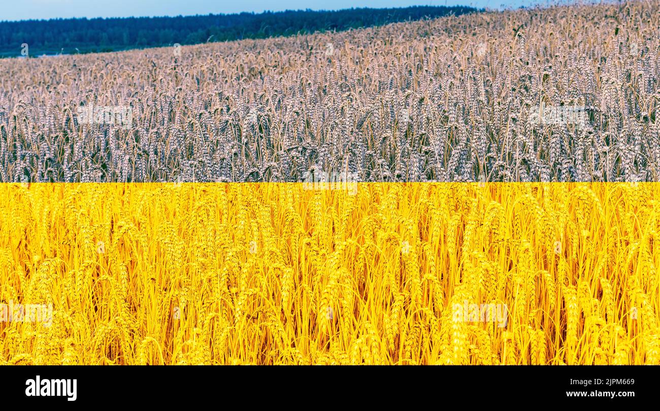 grain field ukrainian grain exports Stock Photo