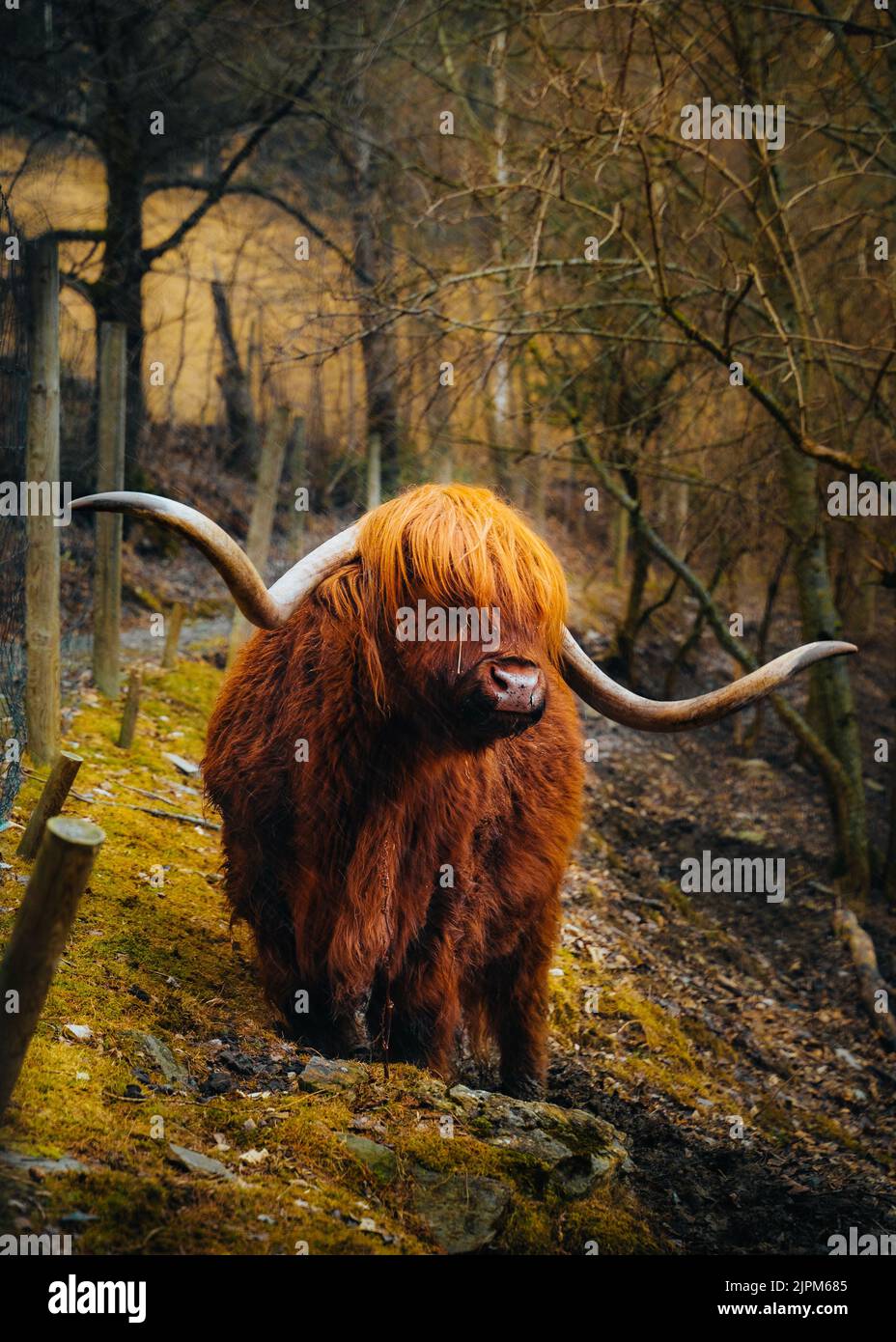 A vertical shot of a Scottish Highland cattle with long horns in his ...