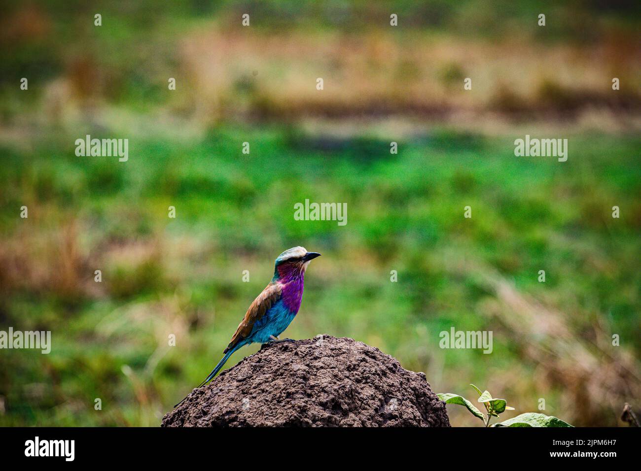 The lilac-breasted roller is an African bird of the roller family ...