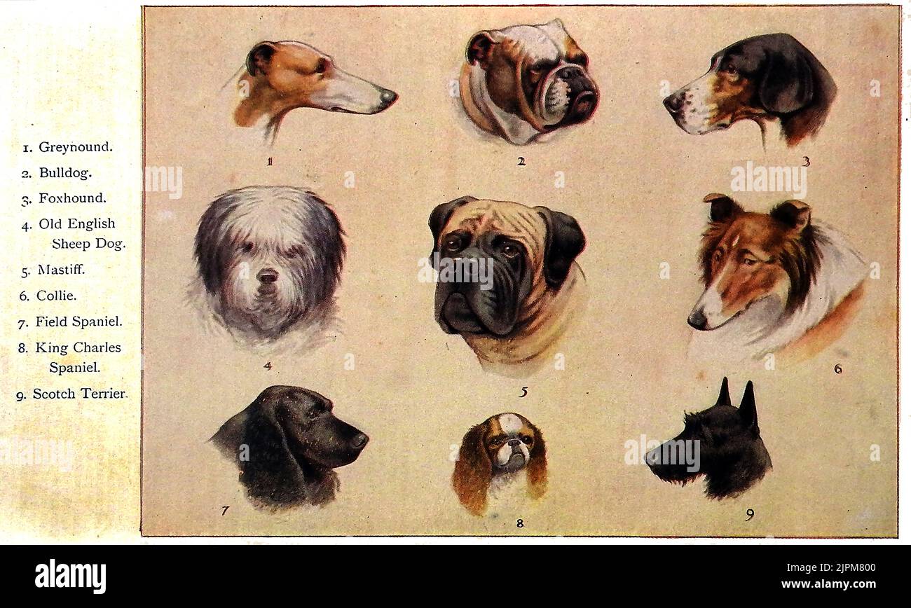 An early coloured chart showing the heads of various breeds of dogs popular in Britain at that time. Stock Photo