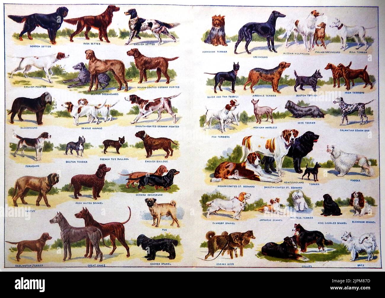 An early coloured chart showing various breeds of dogs popular in Britain at that time Stock Photo
