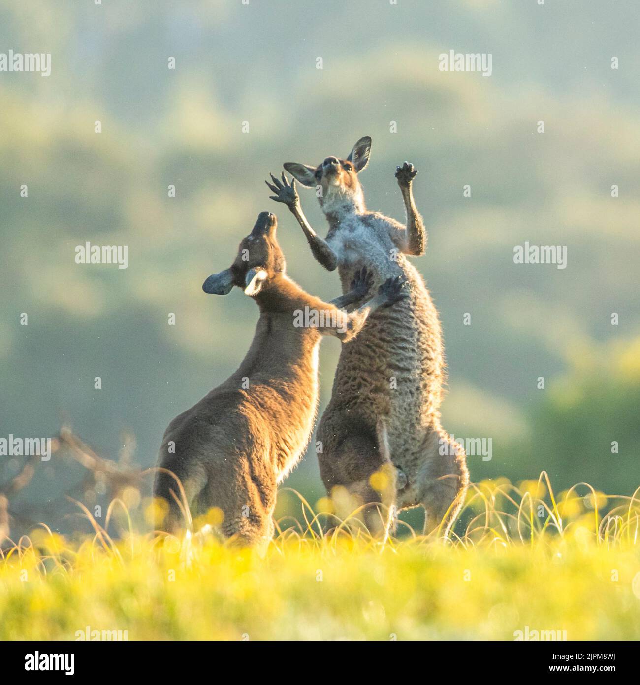 Unlocking the Power of the Kangaroo Expression: A Comprehensive Guide to Mastering this Powerful Tool