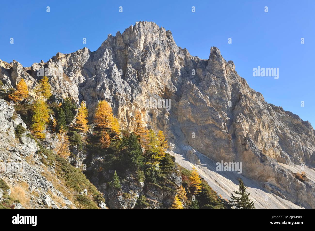 rocky peak  alpine mountain under blue sky with fir and yellow larch trees in autumn season Stock Photo