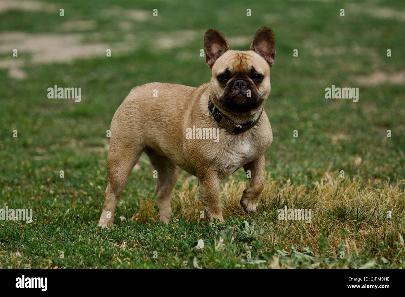 French bulldog hot sale nature