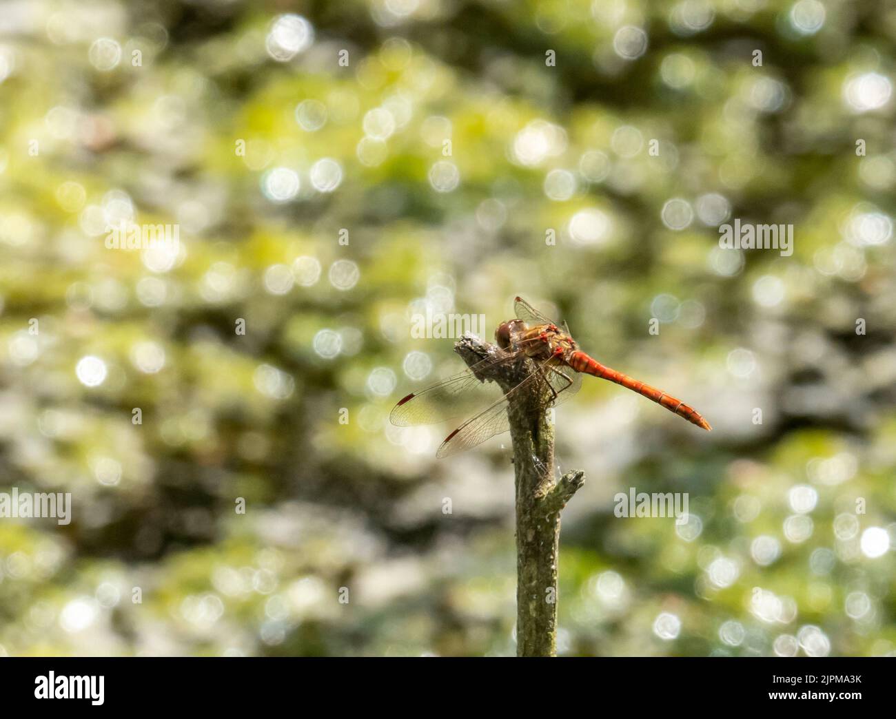 A Yellow Winged Darter; Sympetrum flaveolum at Foulshaw, Moss, Cumbria ...