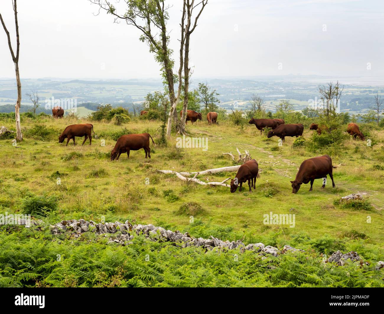 Red Poll Cattle being used for conservation grazing on Hutton Roof