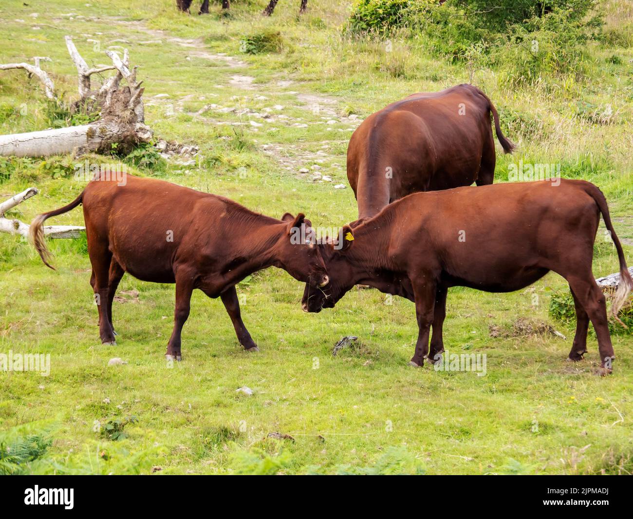 Red Poll Cattle being used for conservation grazing on Hutton Roof