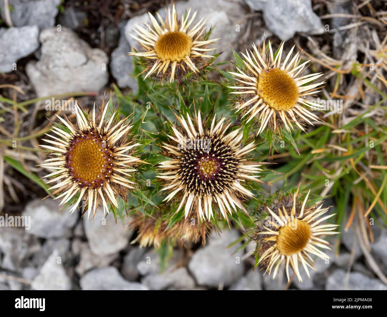 Carline thistle carlina vulgaris hi-res stock photography and images ...