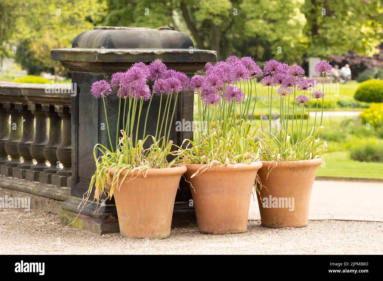 Blooming ornamental onion (Allium rosenbachianum) at a local park planted in terracotta plant pots, summer blooms Stock Photo