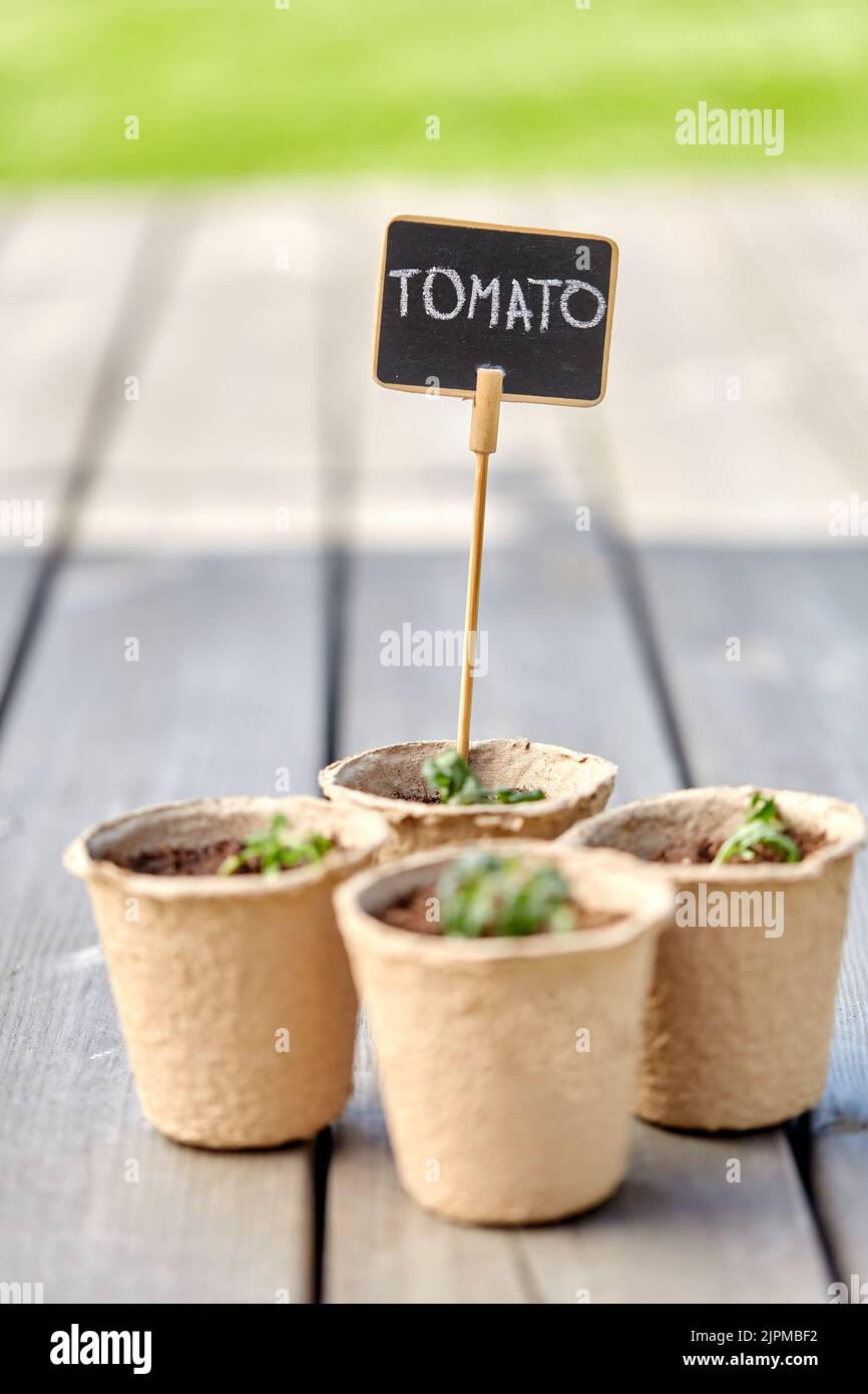 tomato seedlings in pots with name tags Stock Photo Alamy
