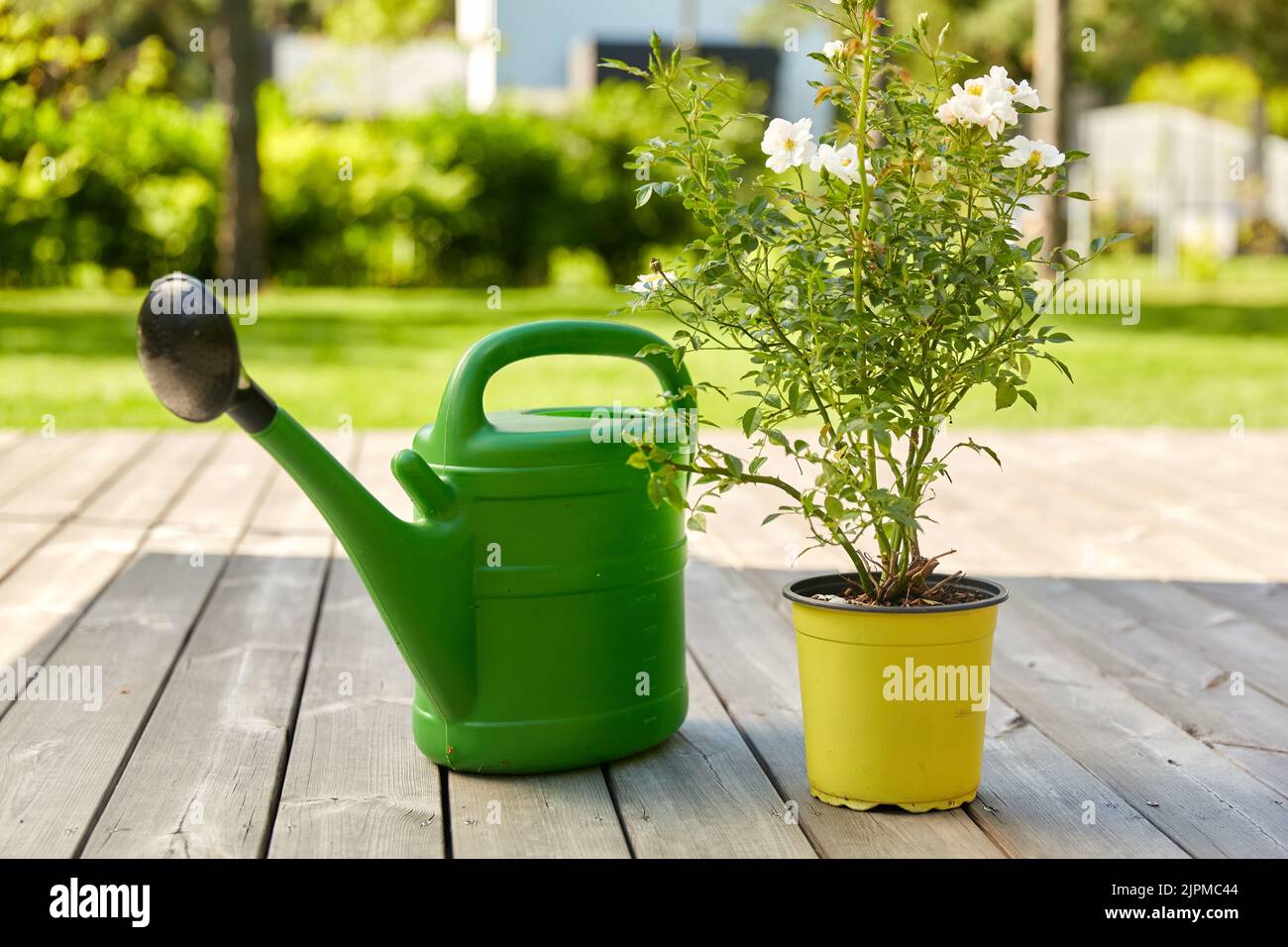 watering can and rose flower seedling in garden Stock Photo Alamy