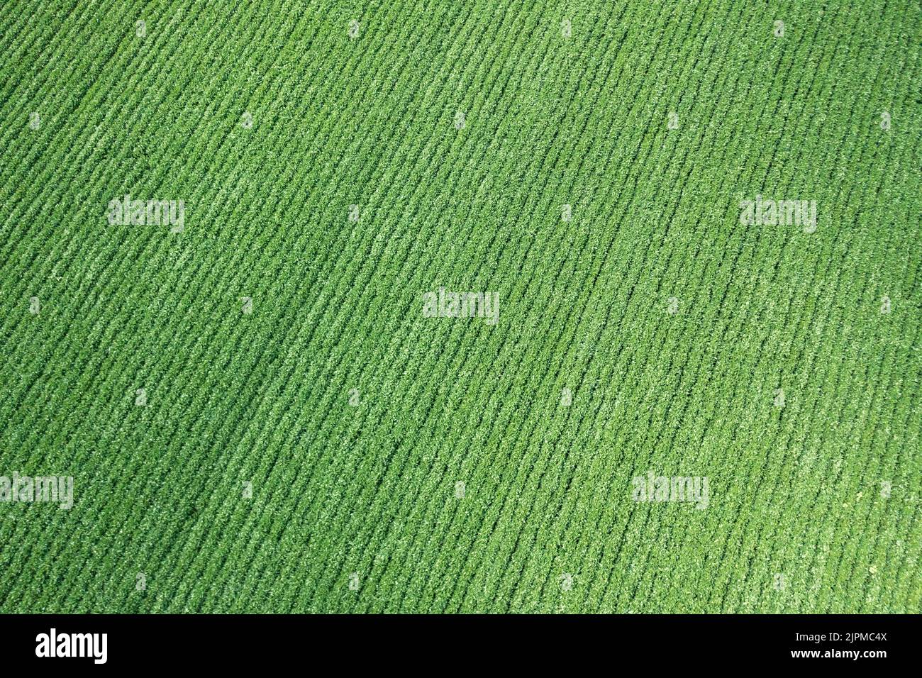Aerial view of Agricultural planting on a huge field. Green cultivating soybean field. High quality photo Stock Photo