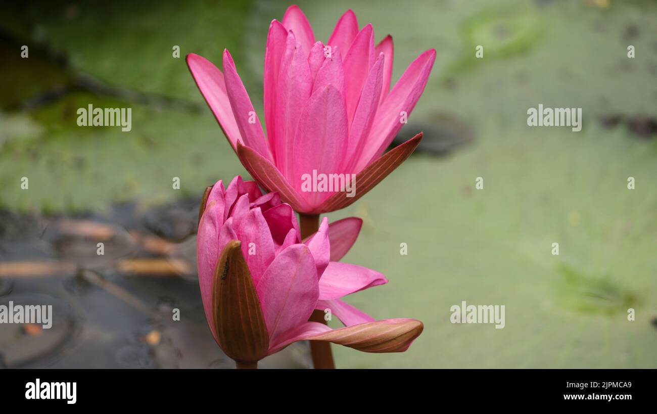 A closeup of a pink water lily growing in a pond Stock Photo