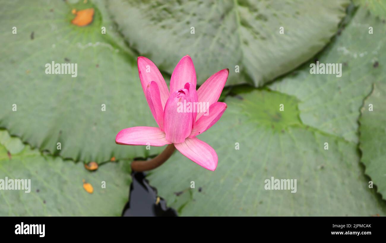A closeup of a pink water lily growing in a pond Stock Photo