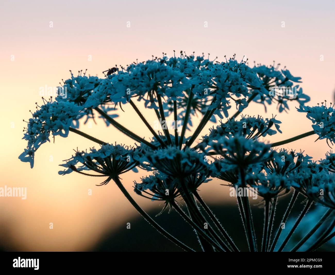 A backlit umbellifer plant in East Barsham, Norfolk, UK Stock Photo Alamy