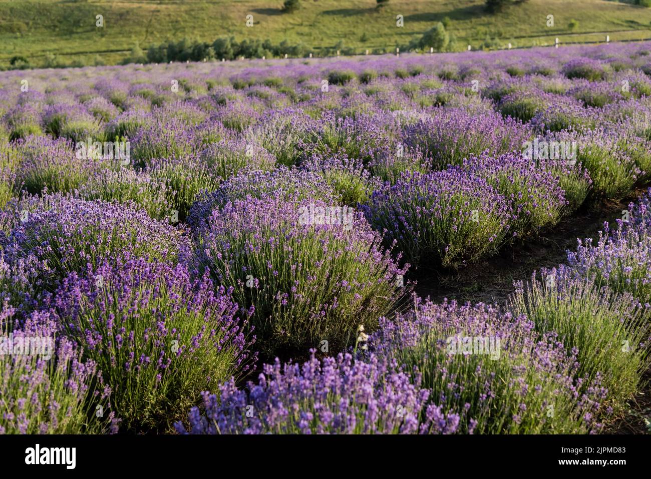 rows of lavender flowering in plant nursery Stock Photo Alamy