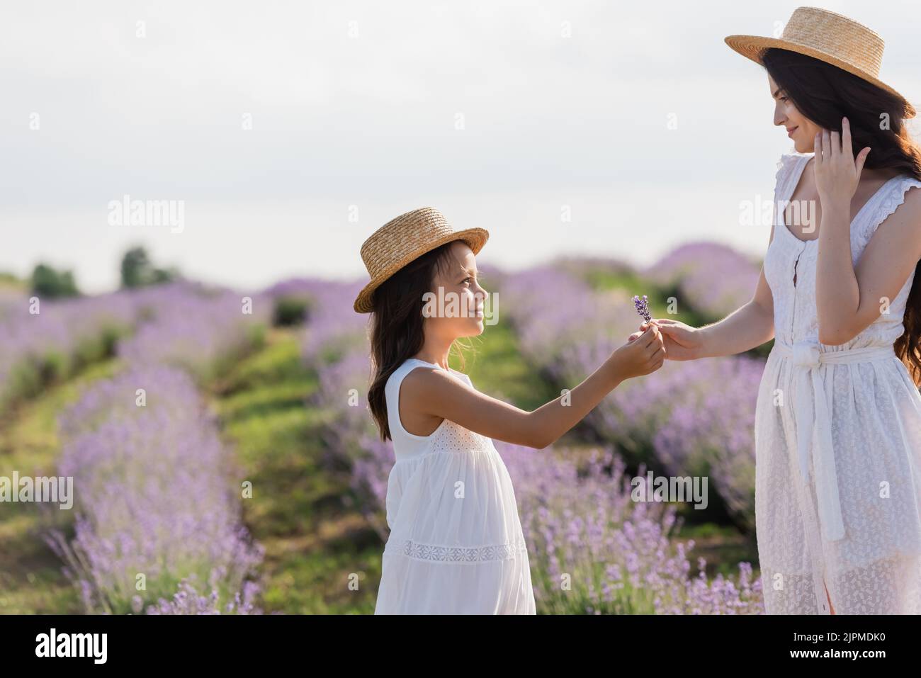 side view of girl in straw hats giving lavender flowers to mother Stock ...