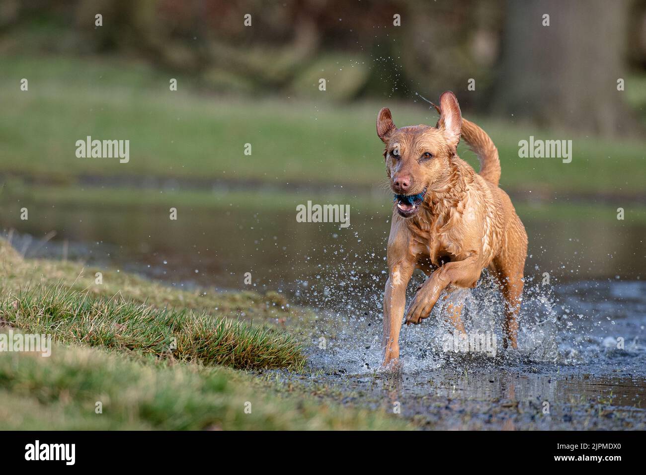 red fox labrador running through water Stock Photo