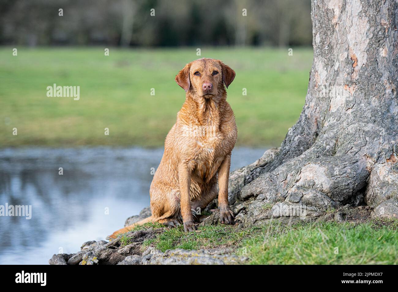 red fox labrador sitting by water Stock Photo