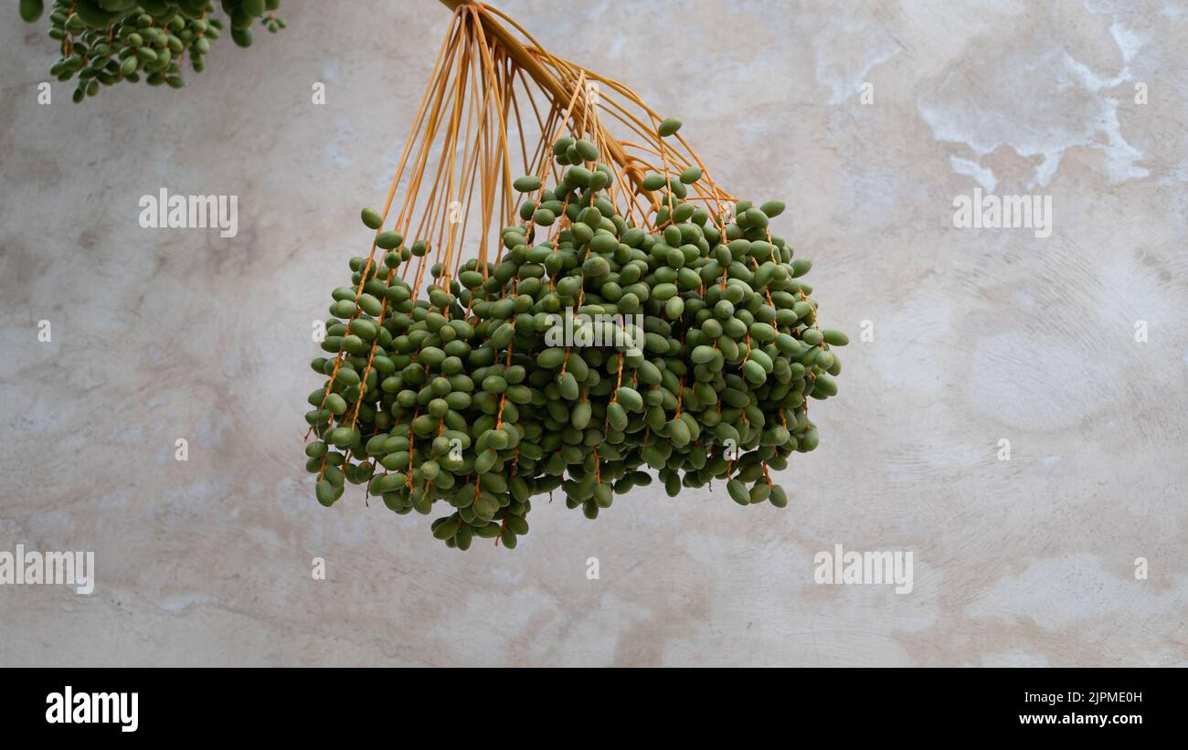 Unripe dates hanging from a tree in front of a concrete wall, located in the secret garden in Marrakech Stock Photo