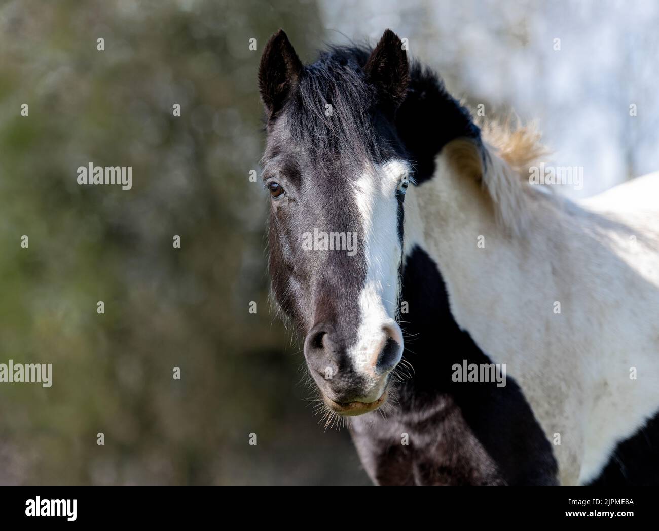piebald dartmoor pony Stock Photo