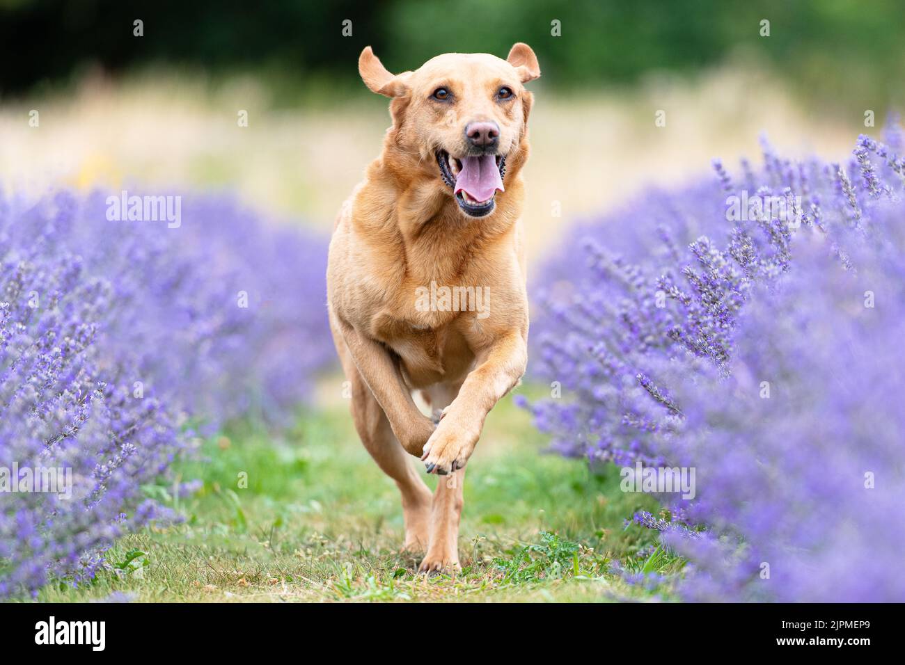 red fox Labrador running through a lavender field Stock Photo