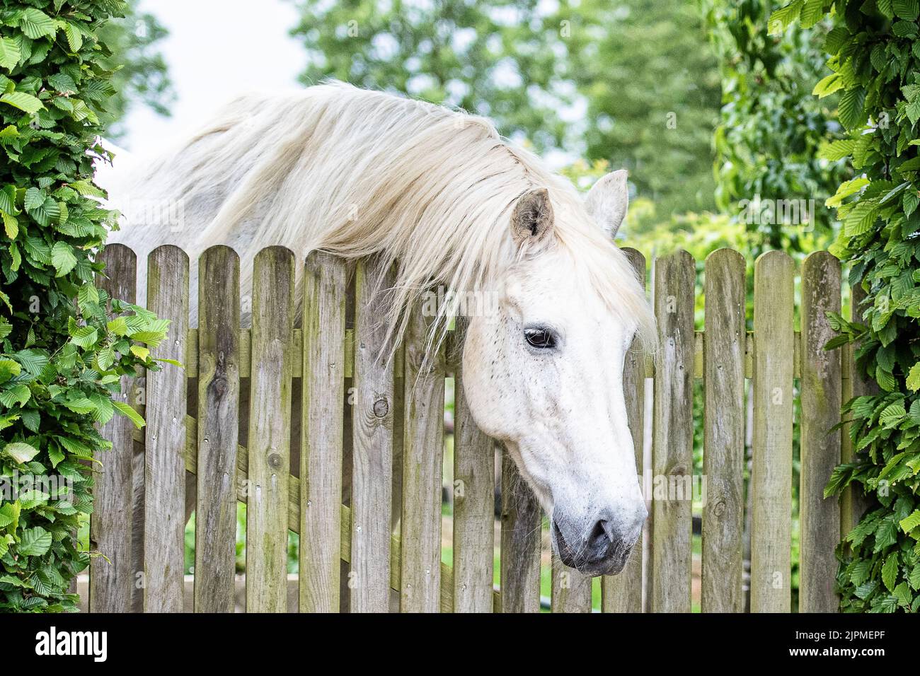 head shot of a grey horse leaning over gate Stock Photo