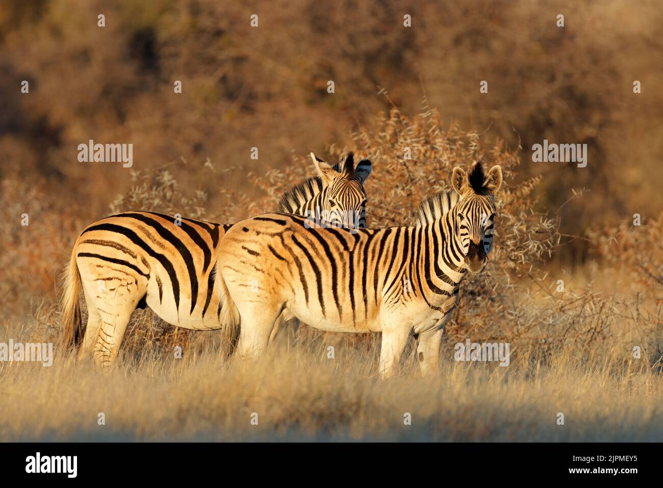 Plains zebras (Equus burchelli) in late afternoon light, Mokala National Park, South Africa Stock Photo